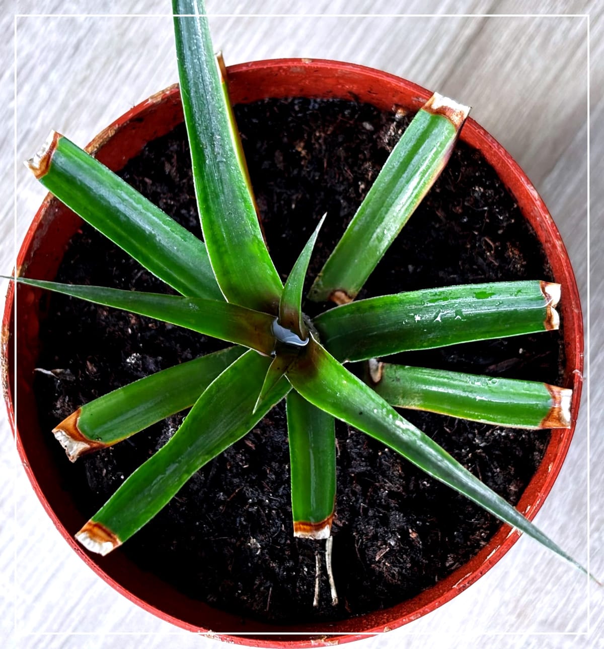 Ananasovník chocholatý