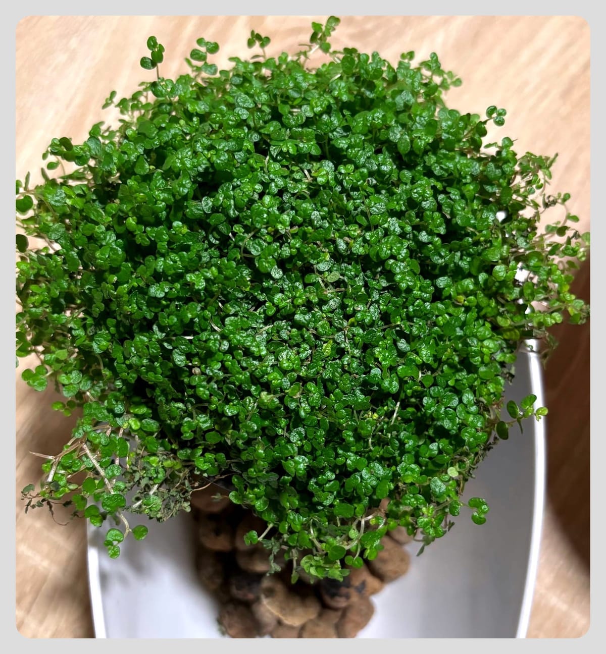 Jak pěstovat "domácí štěstí" (Soleirolia soleirolii)