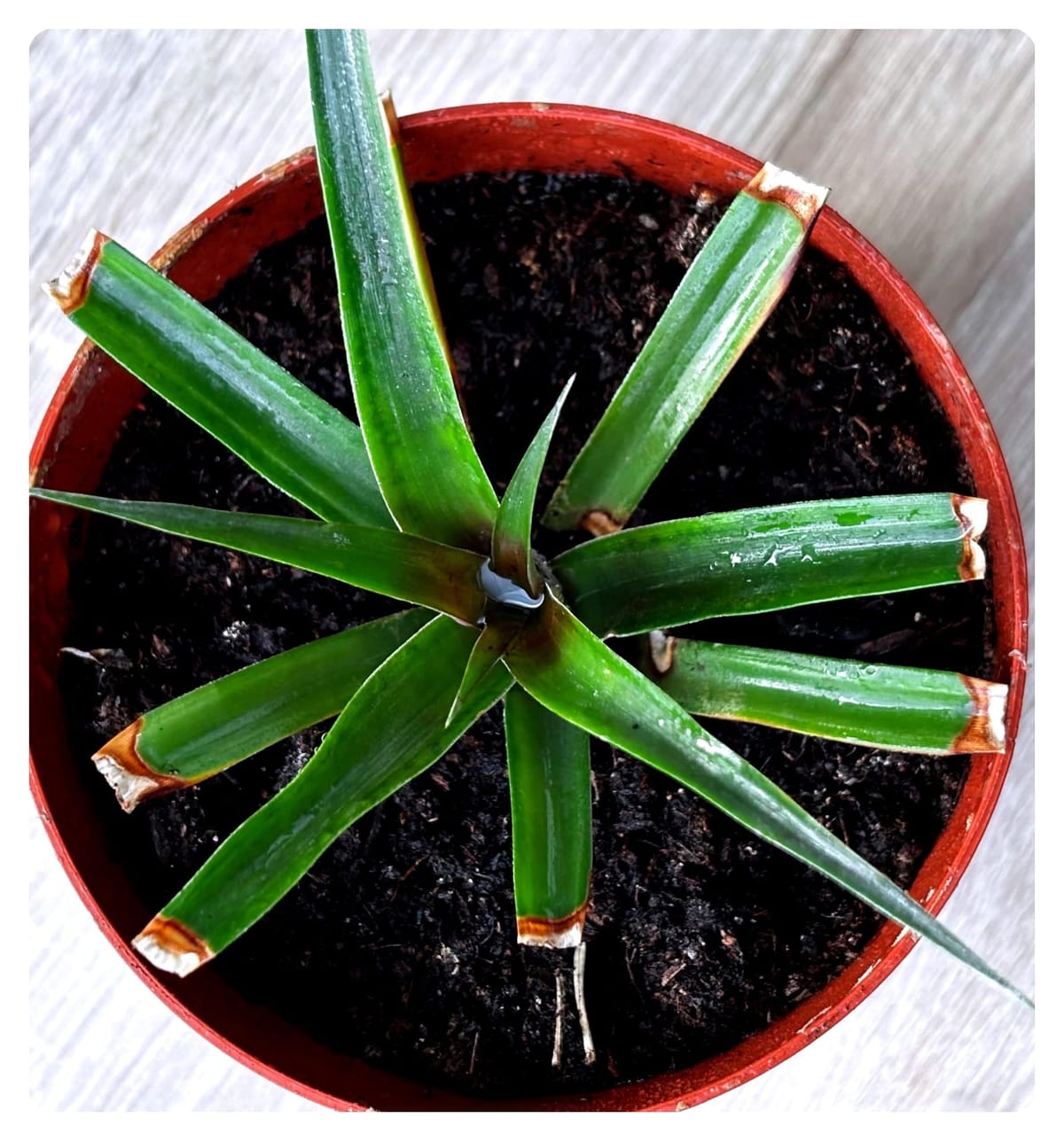 Ananasovník chocholatý