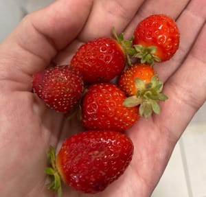 Jak vznikla myšlenka Deeply Rooted in Soil?