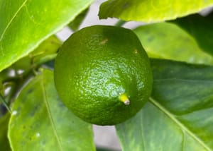 Jak jsem začala pěstovat citrusy