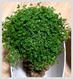 Jak pěstovat "domácí štěstí" (Soleirolia soleirolii)