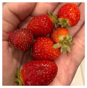 Jak vznikla myšlenka Deeply Rooted?