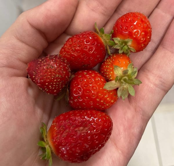 Jak vznikla myšlenka Deeply Rooted in Soil?