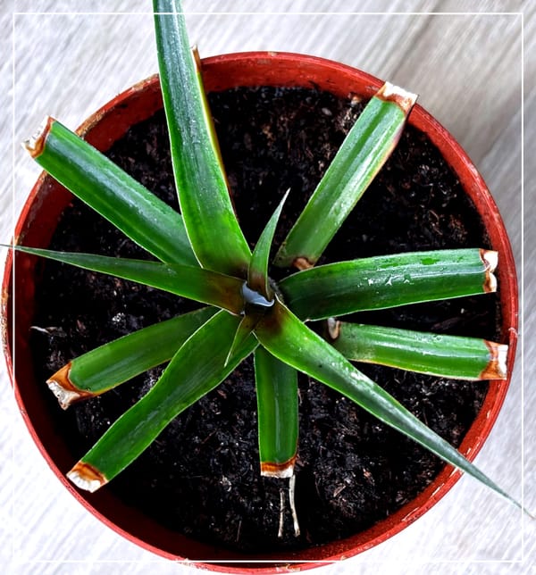 Ananasovník chocholatý