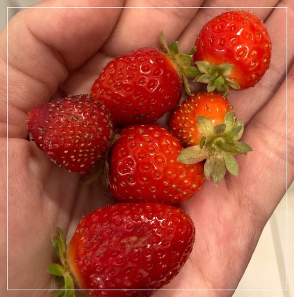 Jak vznikla myšlenka Deeply Rooted?